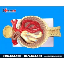 Mô hình tiểu cầu thận phóng đại